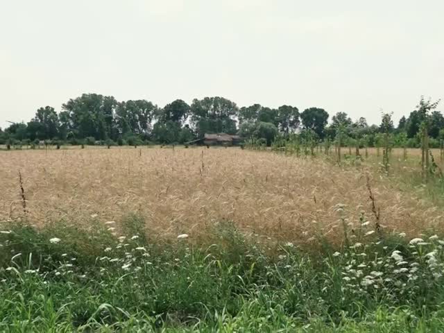 Zlcc_Z6Gri4