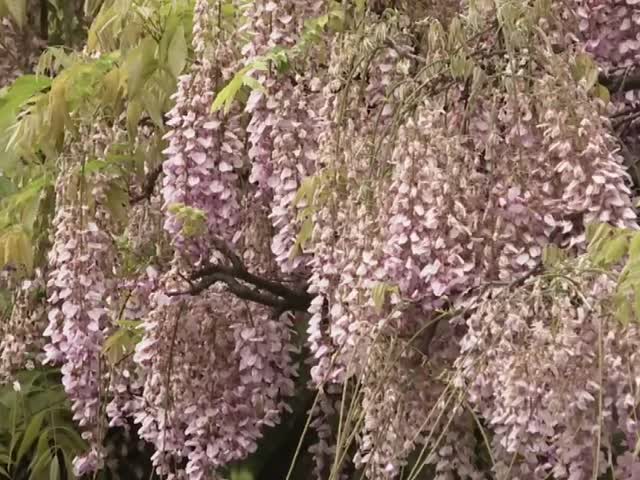 jXaisPZ7Lzk
