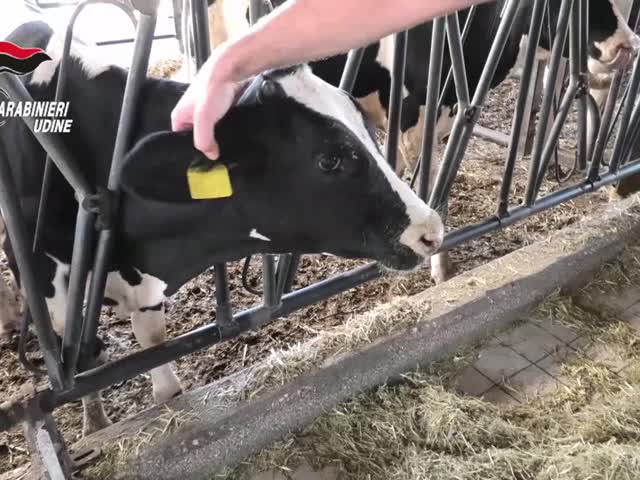 g9GBVhlMszc
